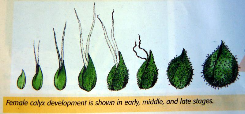 File:Calyx Growth.png