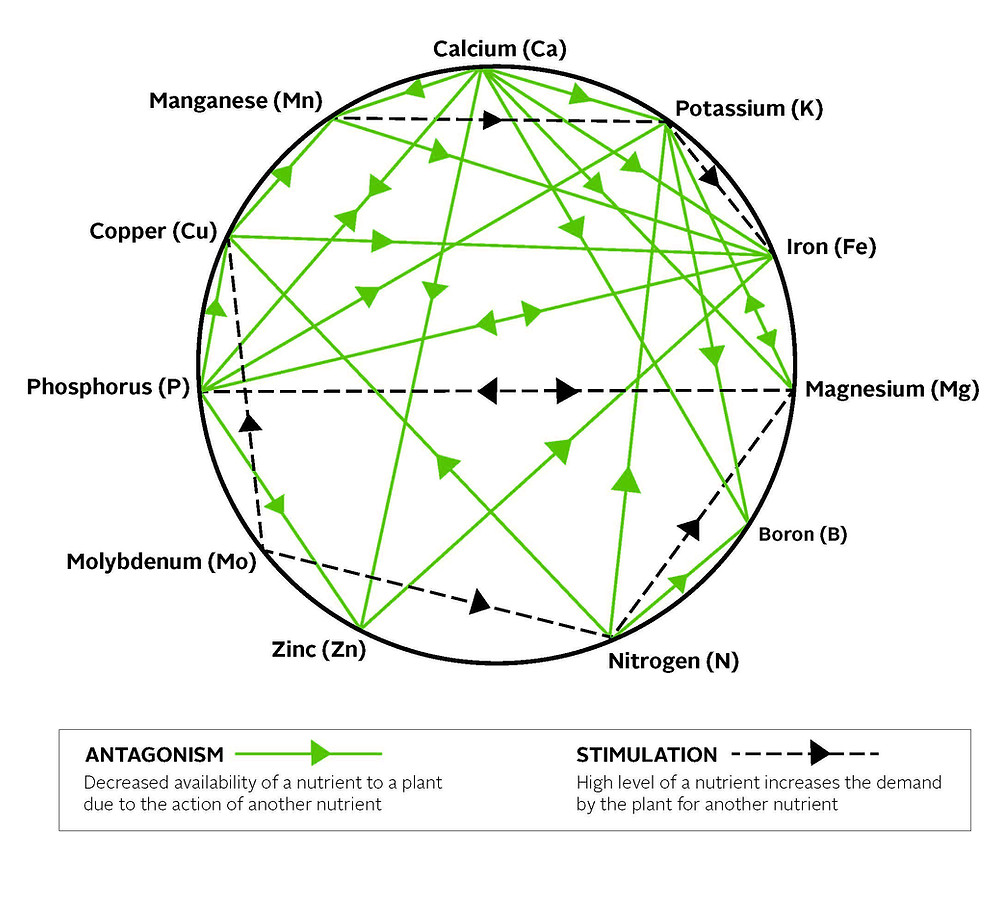 File:Mulder's Chart of Nutrient antagonism.png