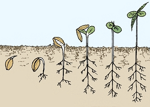 Seed growth.png