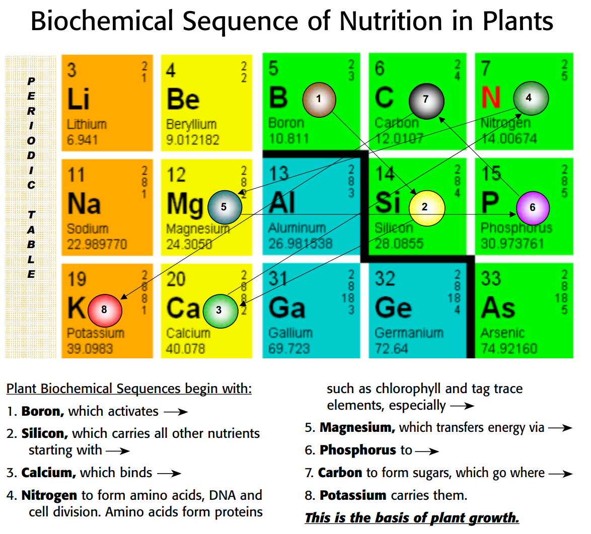 The biochemical sequence of nutrition in plants.png