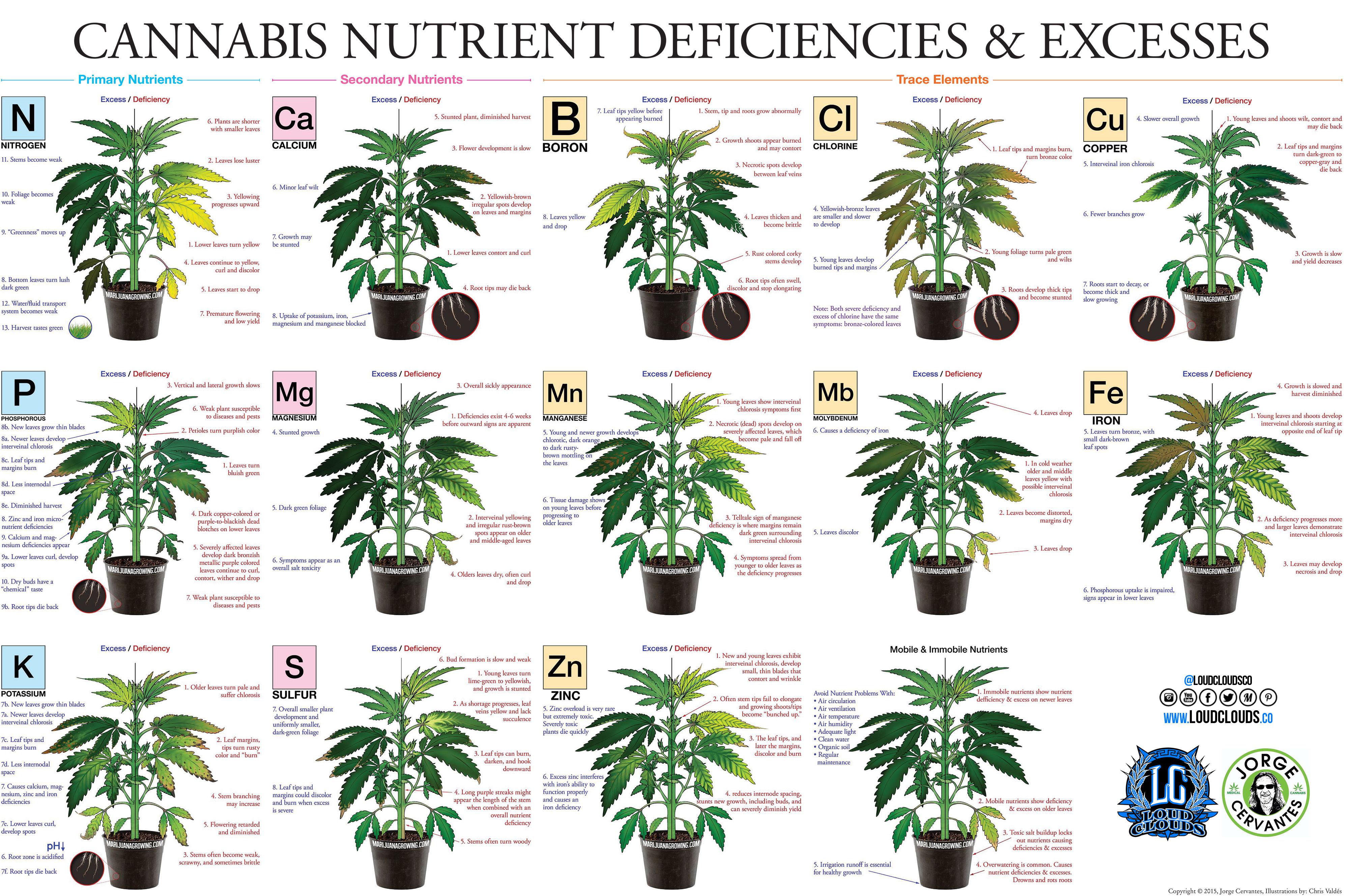 Whole plant nutrient deficiencies and excesses.jpeg