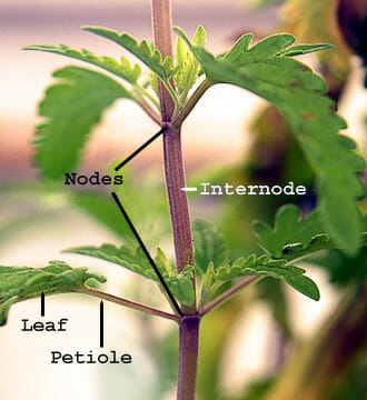 Petiole.png