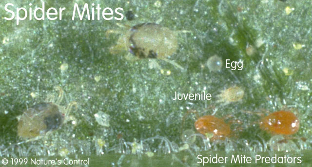 Spider mites.jpeg