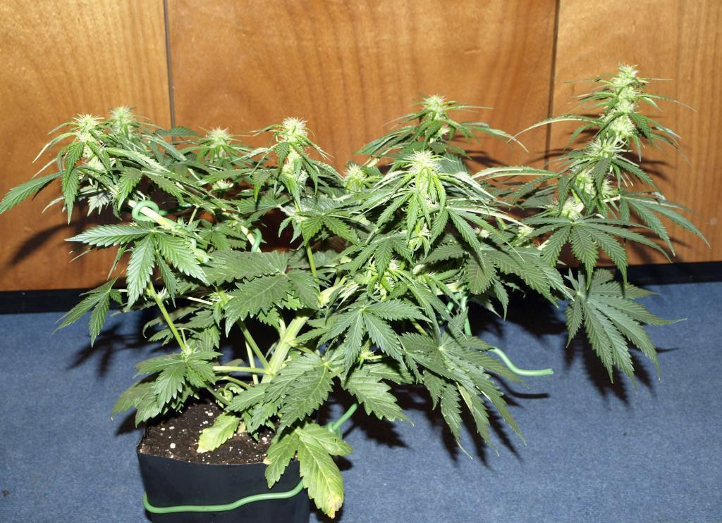 File:Plant with LST applied.png