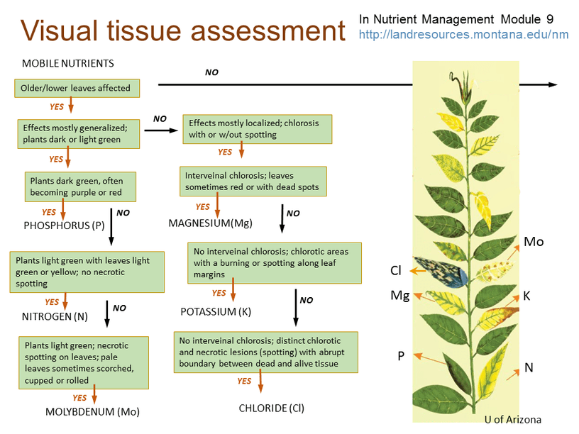 Visual tissue assessment 1 of 2.png