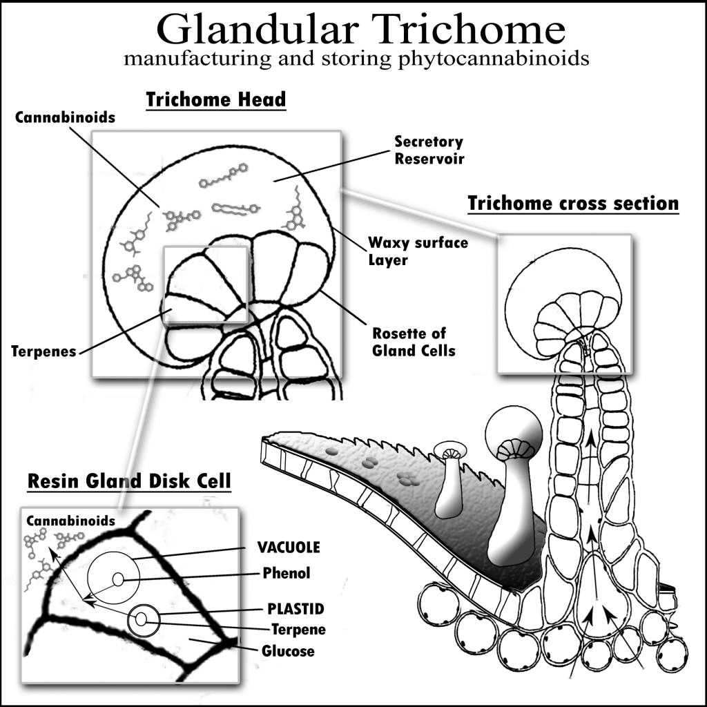 File:Interior of glandular trichomes.jpg