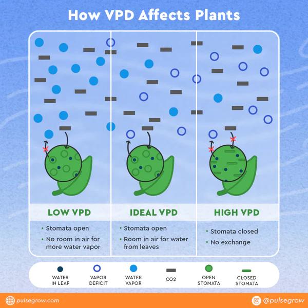 How VPD Affects Plants.png
