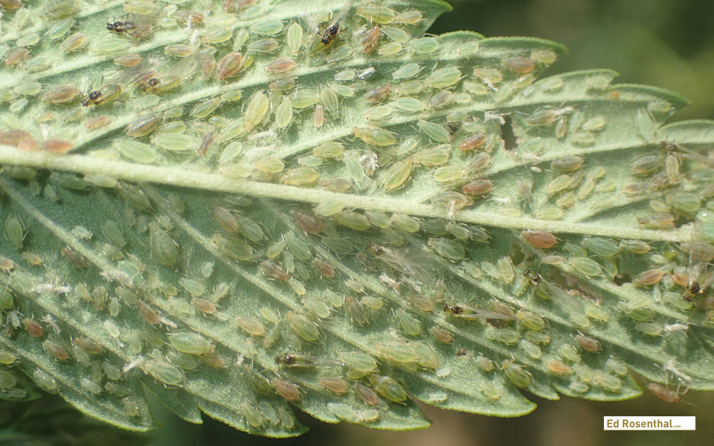 File:Aphids.png